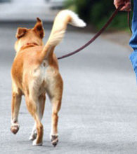 NUEVA ZONA CANINA EN FUENTE LUCHA