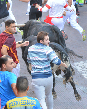 Otro encierro rápido y emocionante en San Sebastián de los Reyes