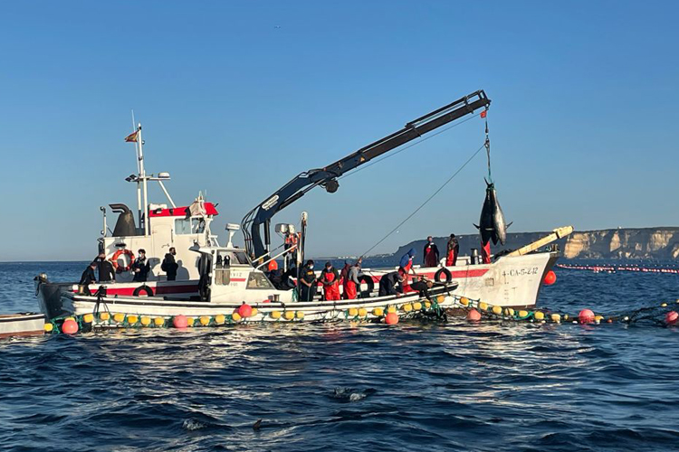 Ahorramas lanza en sus tiendas el Atún Rojo de la Almadraba de Barbate