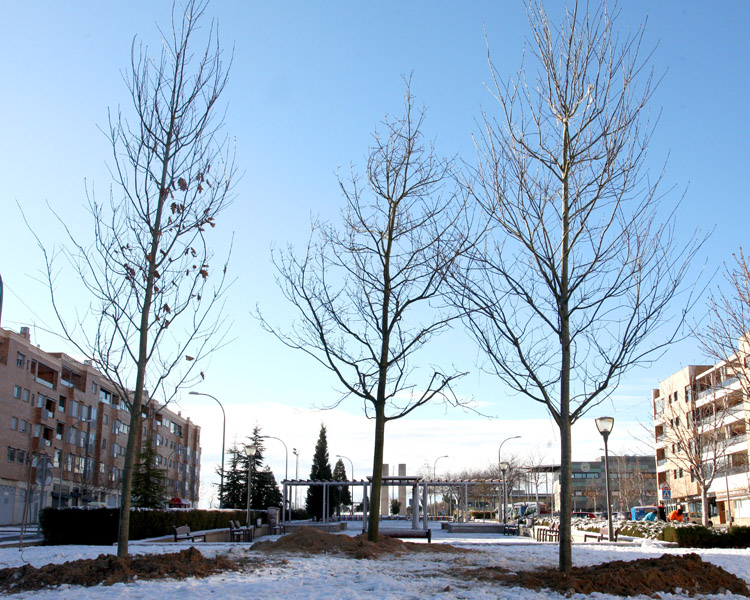 Alcobendas planta tres robles americanos de grandes dimensiones