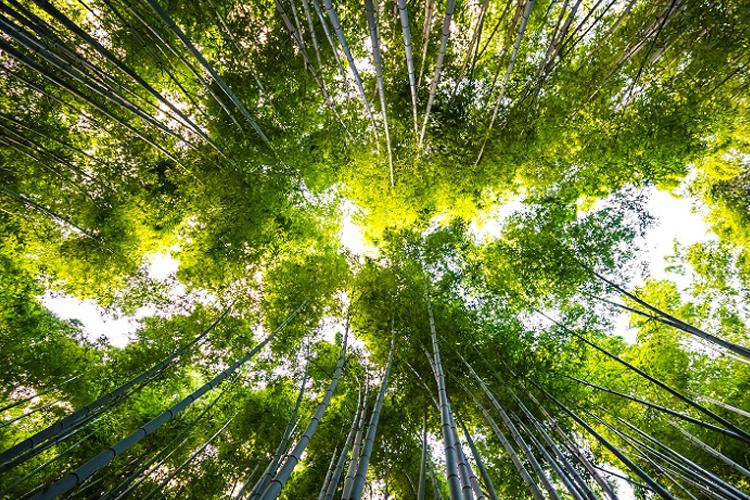 El Centro de Interpretación de la Naturaleza Montecarmelo, preparado para recibir a la bienvenida a la primavera