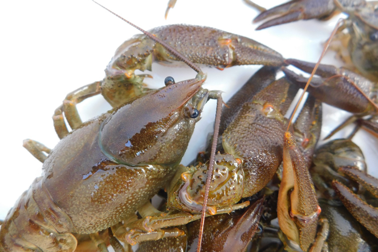 La Comunidad de Madrid encuentra ejemplares de cangrejo de río autóctono de la Península Ibérica, que se consideraba extinto en la región