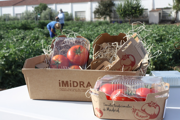 La Comunidad de Madrid comercializará por primera vez tres variedades de tomate tradicional recuperadas en la región