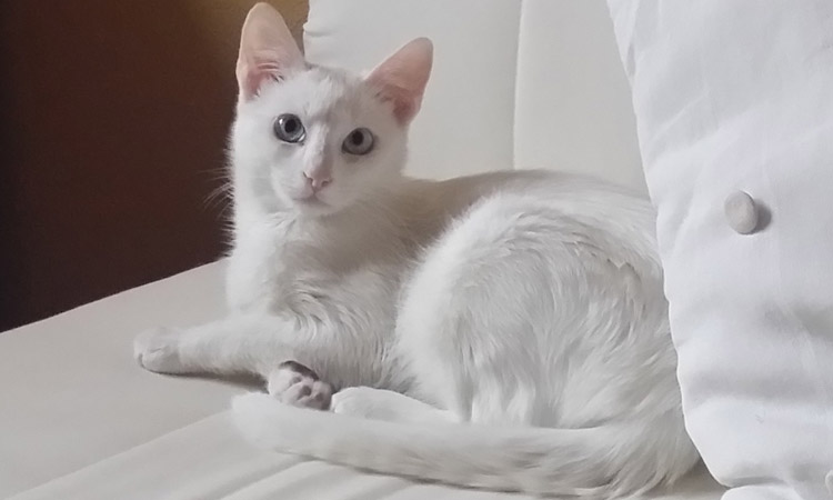 Alcobendas bendecirá por primera vez a sus mascotas