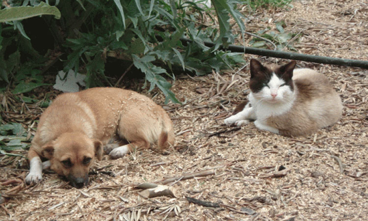 La empresa de recogida de animales de Alcobendas realiza mejoras en sus instalaciones