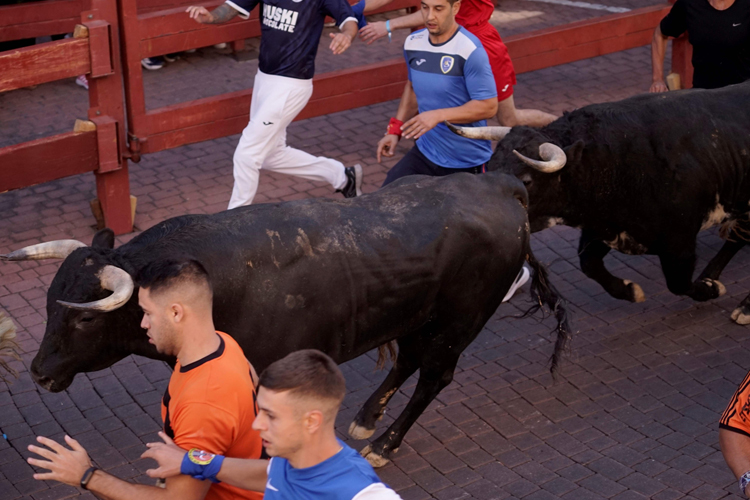 Total normalidad en el primer encierro de las Fiestas de San Sebastián de los Reyes, con 5000 espectadores y 1200 participantes en la manga