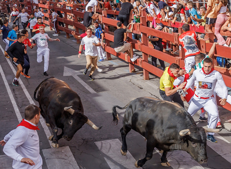 Los toros de La Cardenilla protagonizan emocionantes carreras en el tercer encierro de San Sebastián de los Reyes