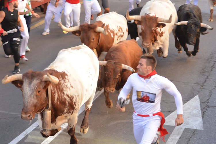 Séptimo encierro de las Fiestas de Sanse