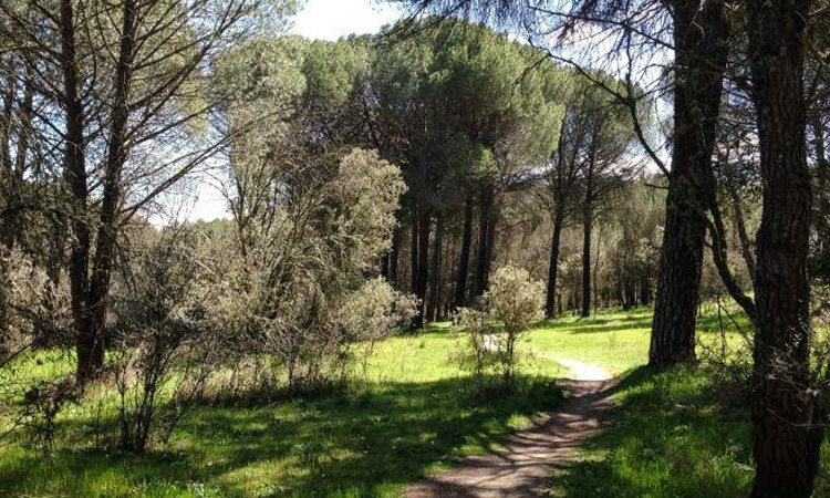 Alcobendas abre sus “Pulmones Verdes” para combatir el COVID-19