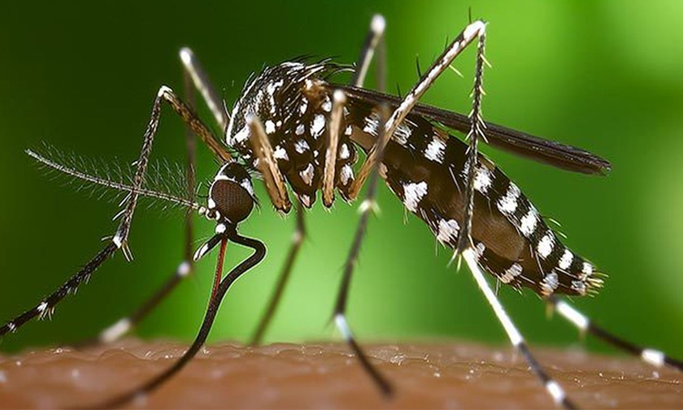 El Servicio Municipal de Salud de Alcobendas alerta sobre los riesgos de las picaduras de insectos y cómo prevenirlos
