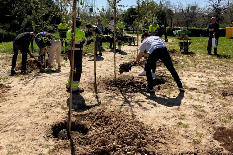 Parcesa cumple cinco años colaborando con la reforestación de Alcobendas