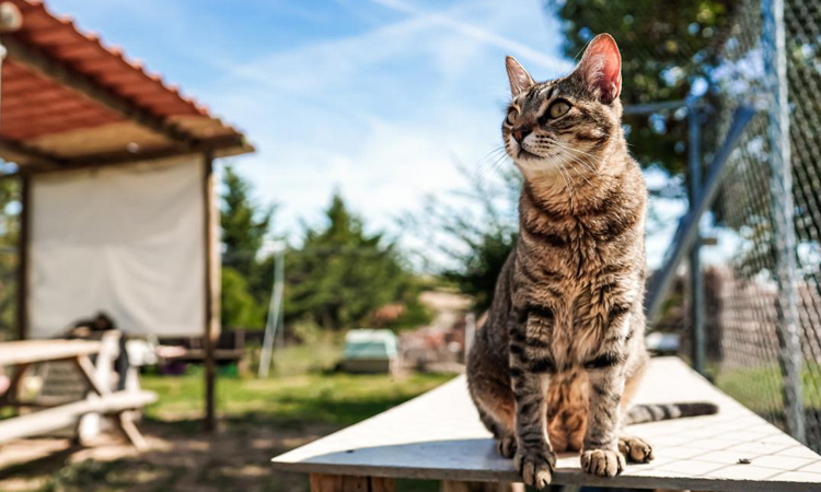 La Comunidad de Madrid aumenta un 26% su inversión para el Centro Integral de Acogida de Animales