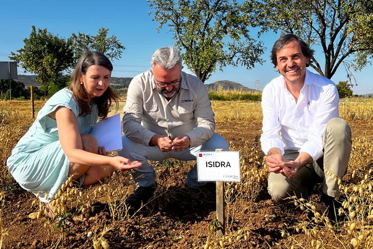 La Comunidad de Madrid desarrolla una nueva variedad de garbanzo más resistente y con mejores características nutricionales