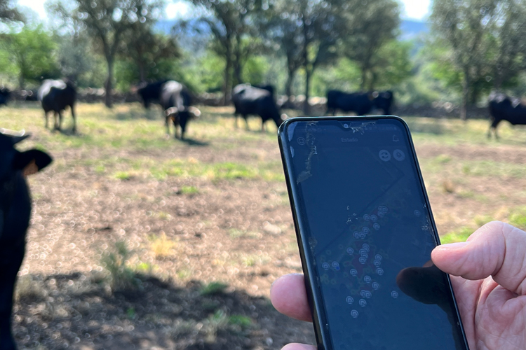 La Comunidad de Madrid ensaya tecnología puntera con GPS e imágenes por satélite que mejoran el rendimiento de los pastos del ganado extensivo