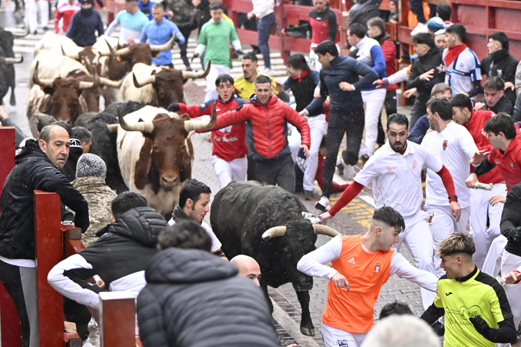 Los Encierros Blancos de San Sebastián de los Reyes se consolidan como los primeros de España