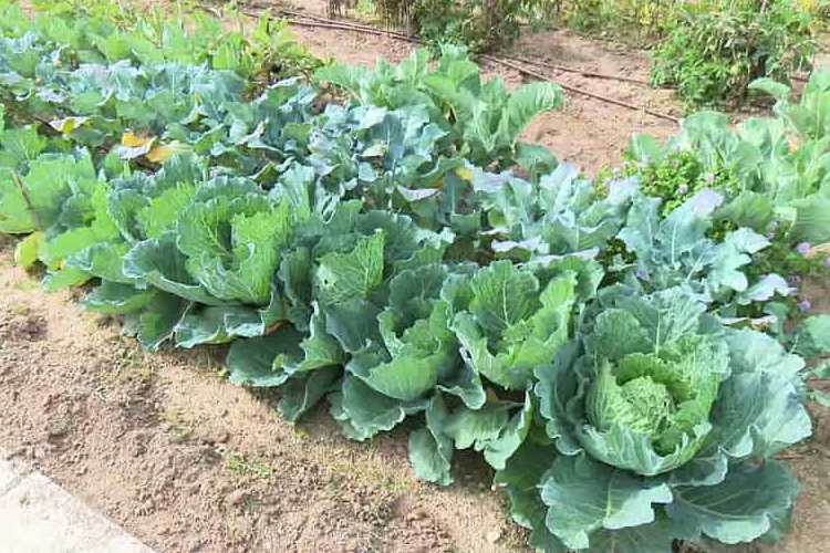 Los nuevos usuarios de los Huertos Urbanos de la avenida de Navarra de Sanse recibirán las llaves este sábado, 8 de noviembre
