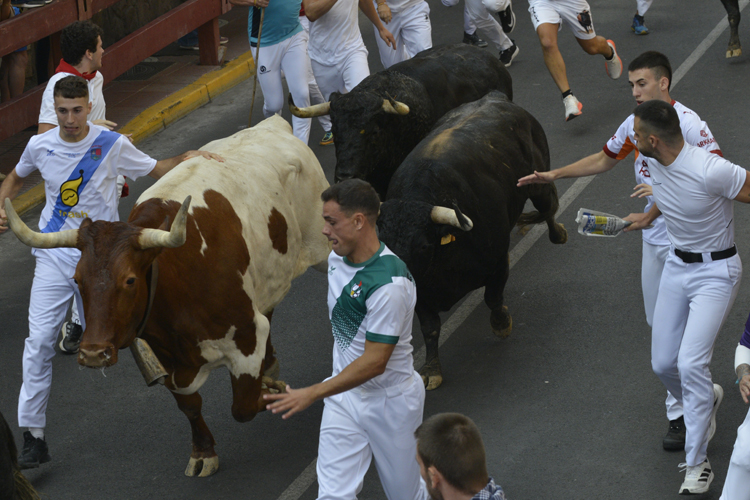 LOS ASTADOS DE HERMANOS TARDEU PROTAGONIZAN UN EMOCIONANTE, RÁPIDO Y LIMPIO PRIMER ENCIERRO DE LAS FIESTAS DE SANSE
